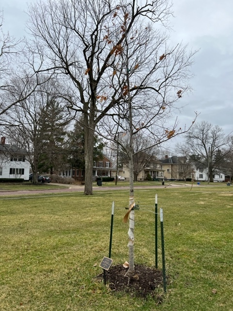 Tree with Memorial Marker